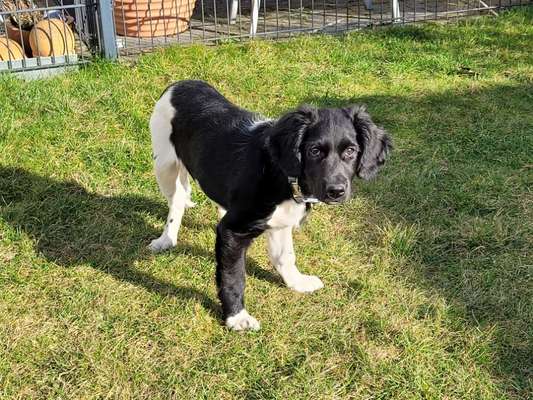 Stabyhoun ( Friese Stabij ) Halter gesucht!-Beitrag-Bild