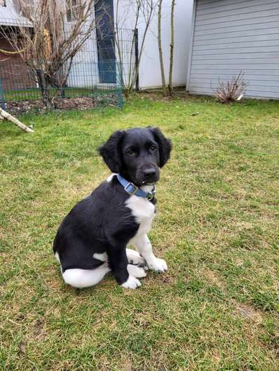 Stabyhoun ( Friese Stabij ) Halter gesucht!-Beitrag-Bild