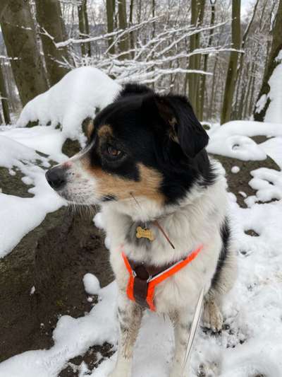 Auslandstierschutz-Beitrag-Bild