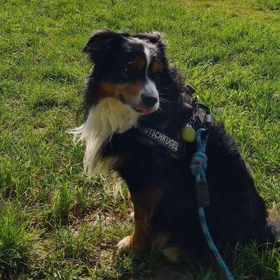 Hundetreffen-Gassi gehen-Bild