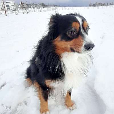 Hundetreffen-Bierstadt Wolfsfeld-Profilbild