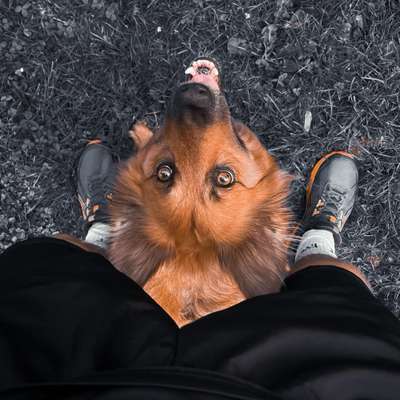 Hundetreffen-Running Buddies 🐕-Bild