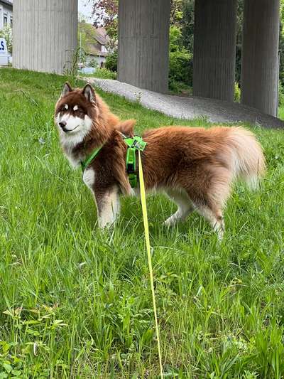 Hundetreffen-Huskydame für Spielerunde gesucht-Bild