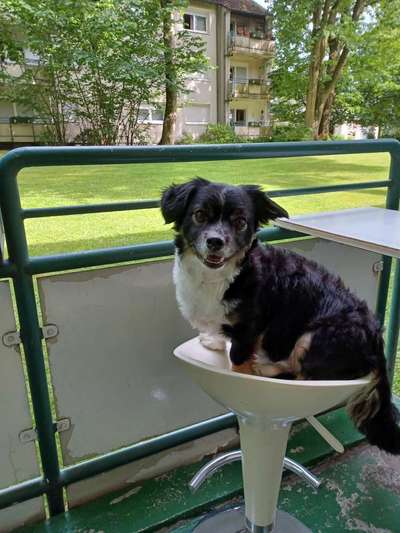 bolonka zwetna 😁-Beitrag-Bild