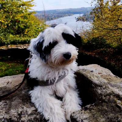 Tibet Terrier-Beitrag-Bild