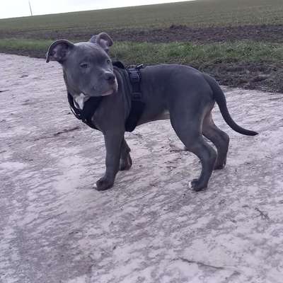 %{de_profession_title}-Listenhunde-Bild