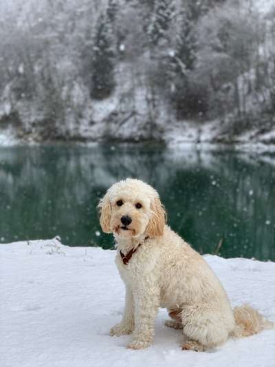 Zeigt her eure Pudel und Pudelmischlinge (:-Beitrag-Bild