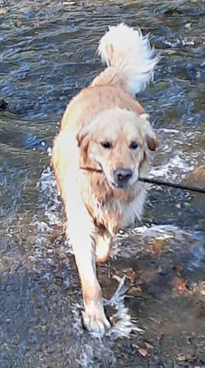 Wo sind die Golden Retriever Liebhaber?-Beitrag-Bild