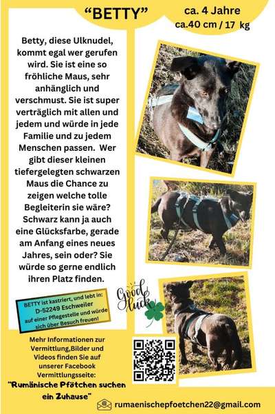 Tierschutzhunde suchen ein Zuhause-Beitrag-Bild