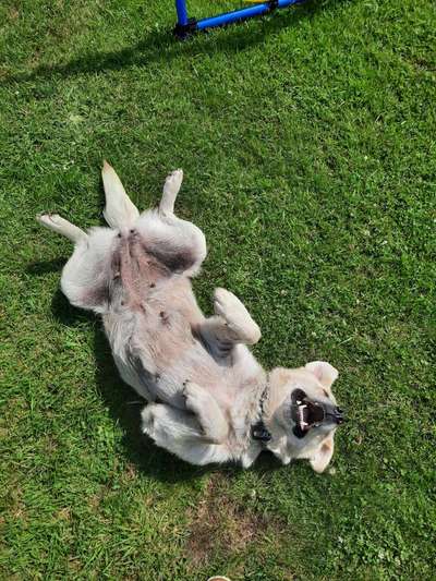 Die Dogorama Wochen Challenge-Beitrag-Bild