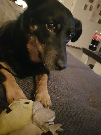 Mischlingshunde Foto Aufruf-Beitrag-Bild