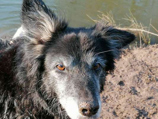 Unsere Fellnasen im Regenbogenland-Beitrag-Bild