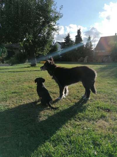 Dogorama Photo Challenge - schönster Gassiausblick-Beitrag-Bild