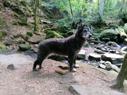 Mischlinge raten - Rätselspaß-Beitrag-Bild