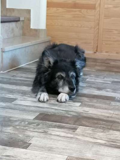 Mischlinge raten - Rätselspaß-Beitrag-Bild