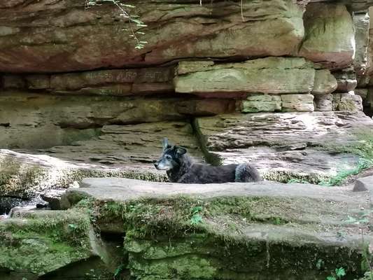 Mischlinge raten - Rätselspaß-Beitrag-Bild