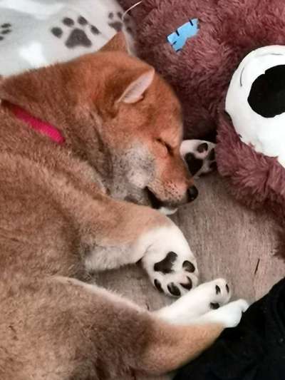 Welpen Bilder !-Beitrag-Bild