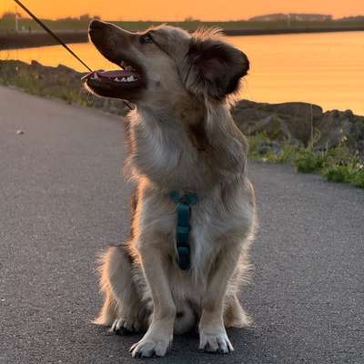 Hundetreffen-Gassi Kumpel gesucht-Bild