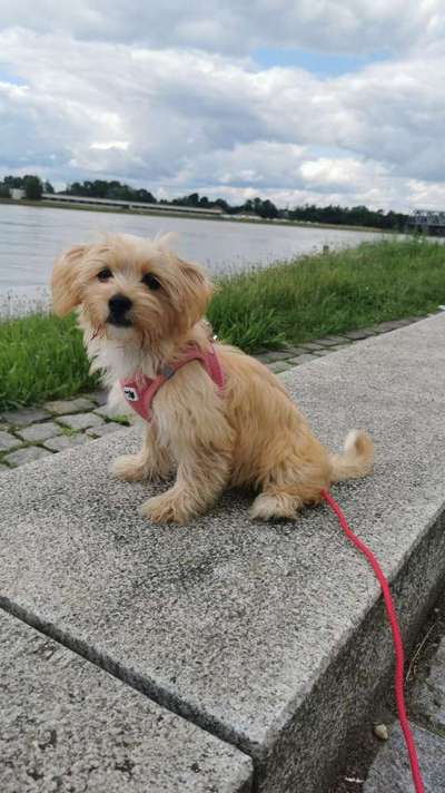 Die Dogorama Wochen Challenge-Beitrag-Bild