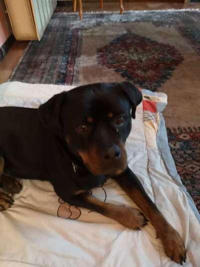 Rottweiler-Beitrag-Bild
