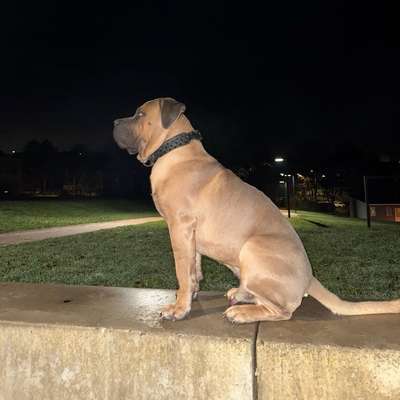 Hundetreffen-Große Hunde treffen-Bild