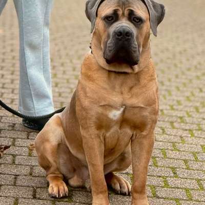 Hundetreffen-Cane Corso In Birkenfeld-Bild
