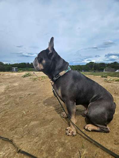 Hundetreffen-Gemeinsamer Spaziergang zum üben und warm werden-Bild