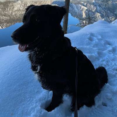 Hundetreffen-Spaziergang mit Nala-Bild