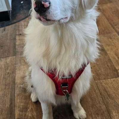 aktuelles Foto Gruppe Handicap Hunde 🐶