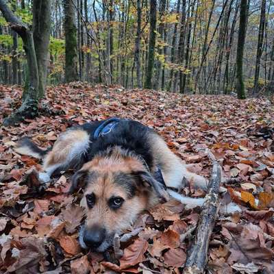Hundetreffen-Mantrailing Trainingsgruppe-Bild