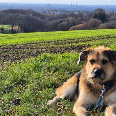 Schäferhund-Beitrag-Bild