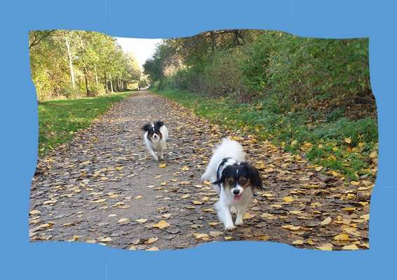 Giftköder-OP-Versicherungen für Hund/Katze/Pferd-Bild