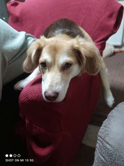 Mischlingshunde Foto Aufruf-Beitrag-Bild