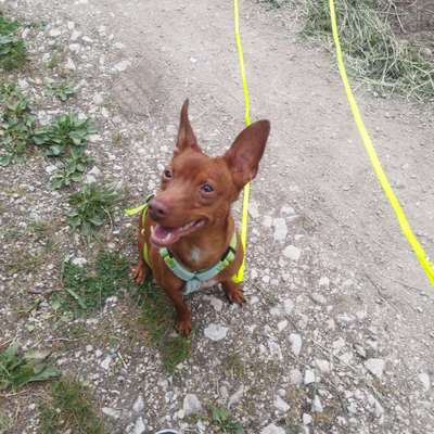 Podenco/Mischlinge hier? :-)-Beitrag-Bild