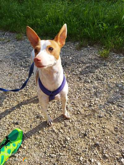 Podenco/Mischlinge hier? :-)-Beitrag-Bild