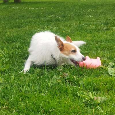 Podenco/Mischlinge hier? :-)-Beitrag-Bild