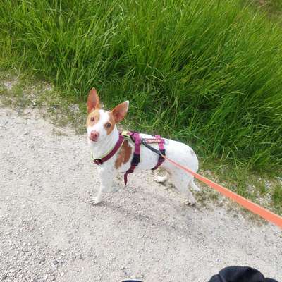Podenco/Mischlinge hier? :-)-Beitrag-Bild