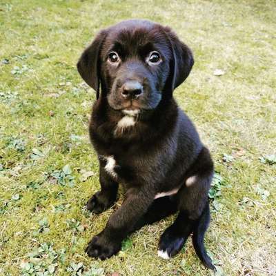 Hundetreffen-🥏Spielkamerad gesucht🥏-Bild