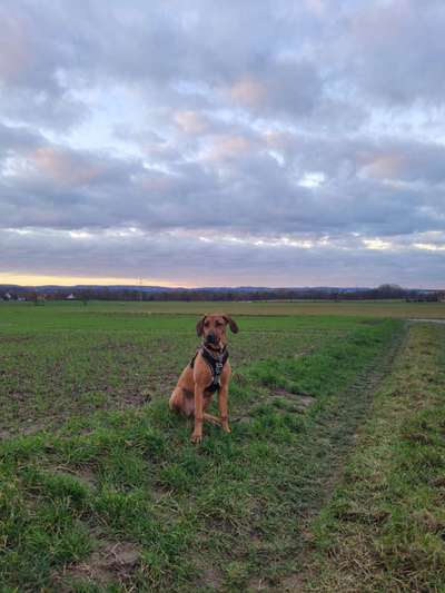 Rhodesian Ridgeback-Beitrag-Bild