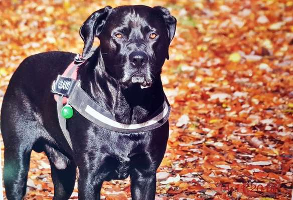 Die Dogorama Kalender Challenge 4/4-Beitrag-Bild