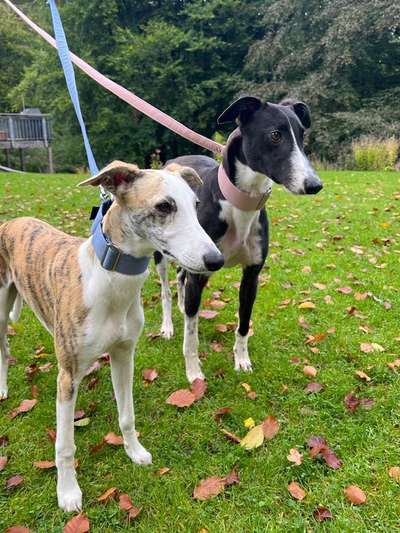 Windhunde - Treffen der besonderen Schönheiten
HERZLICH WILLKOMMEN-Beitrag-Bild