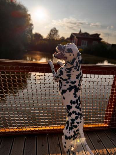 Hundetreffen-Dalmatiner Lady sucht Hundefreunde-Bild