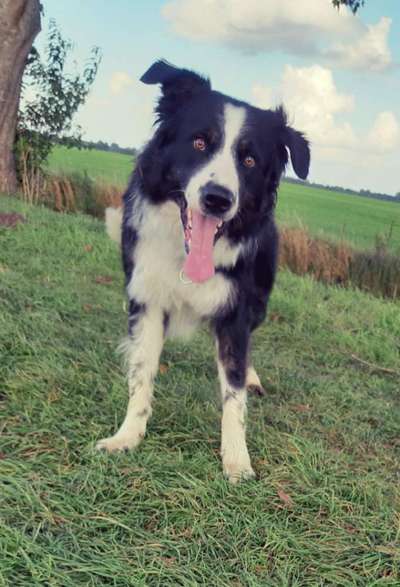 Gibt's hier noch mehr Border Collies???-Beitrag-Bild