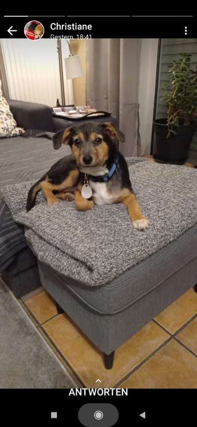 Mischlingshunde Foto Aufruf-Beitrag-Bild