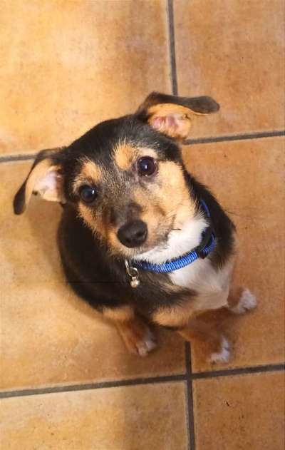 Dogorama Photo Challenge - Hundeblick zum hinschmelzen-Beitrag-Bild