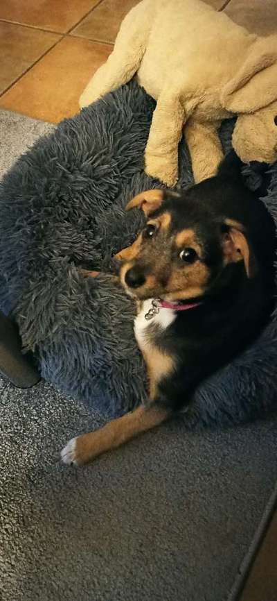 Die besten Hundeblicke 🐾❤️-Beitrag-Bild