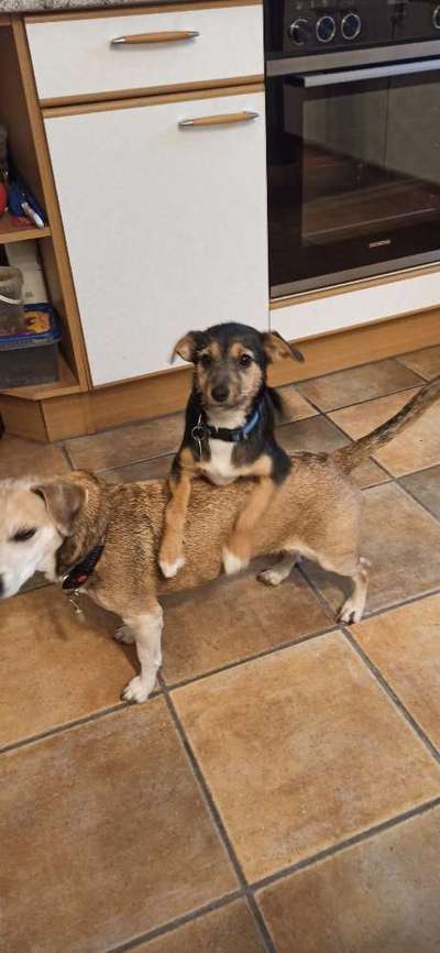 Dogorama Photo Challenge - Tricks, Tricks & Tricks!-Beitrag-Bild