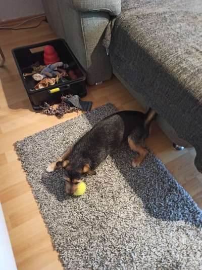 15. Collagenchallenge 
Dein Hund und sein Lieblingsspieli-Beitrag-Bild