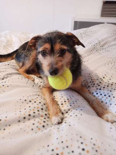 15. Collagenchallenge 
Dein Hund und sein Lieblingsspieli-Beitrag-Bild