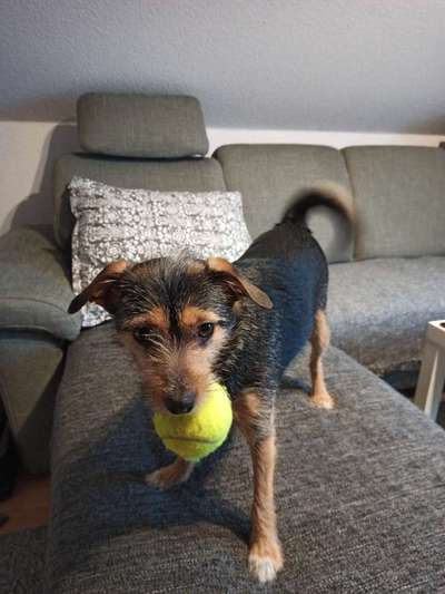 15. Collagenchallenge 
Dein Hund und sein Lieblingsspieli-Beitrag-Bild